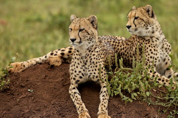 Cheetahs-in-Kafue-National-Park1 kafue Kafue National park