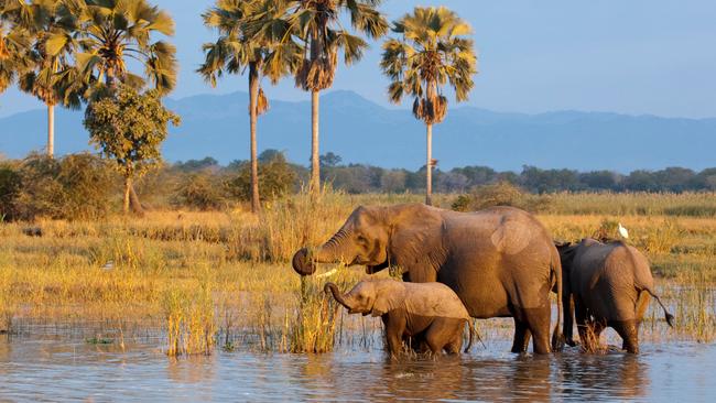 Liwond National Park Elephants
