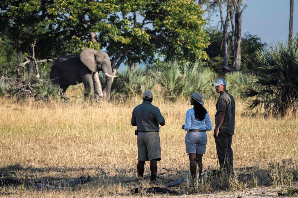 Liwonde National Park Elephants