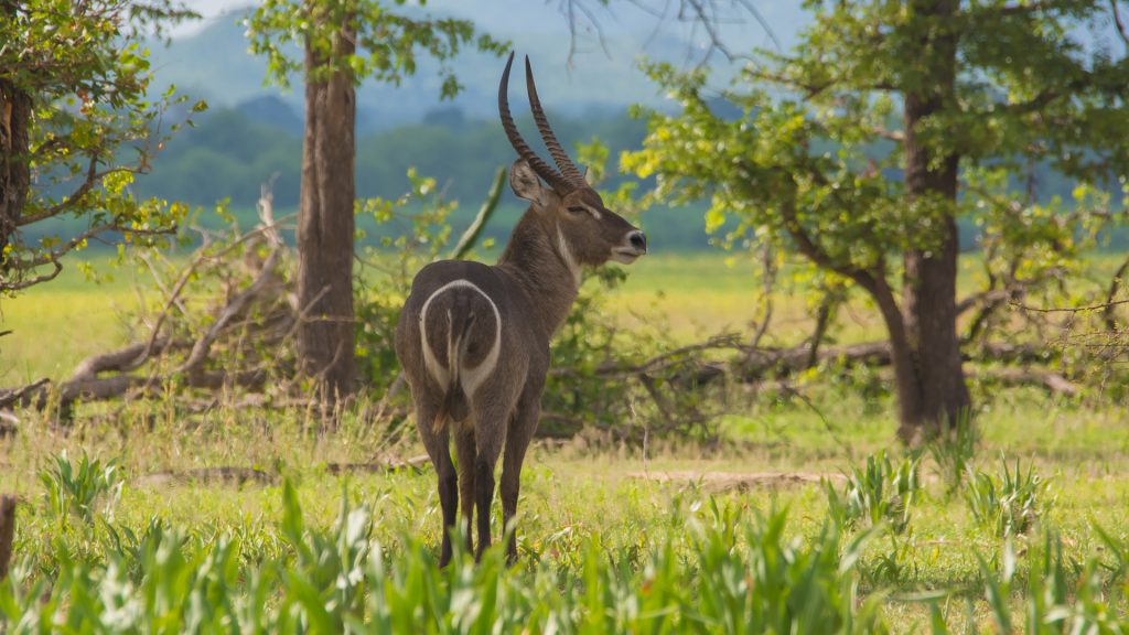 Liwonde National Park wildlife