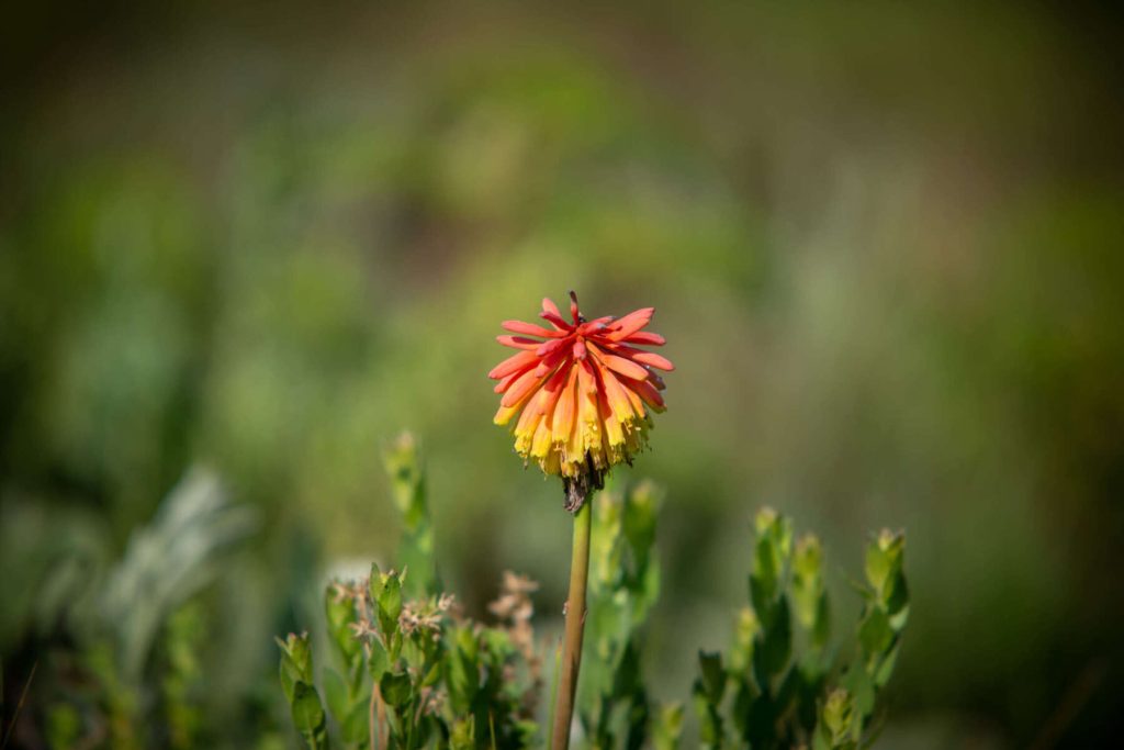 Nyika-National-Park-random-flower-scaled-1800x1200