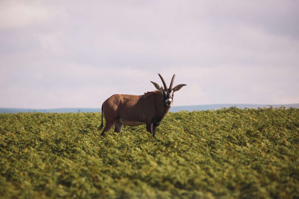 Nyika-National-Park-watch1-scaled-1800x1200