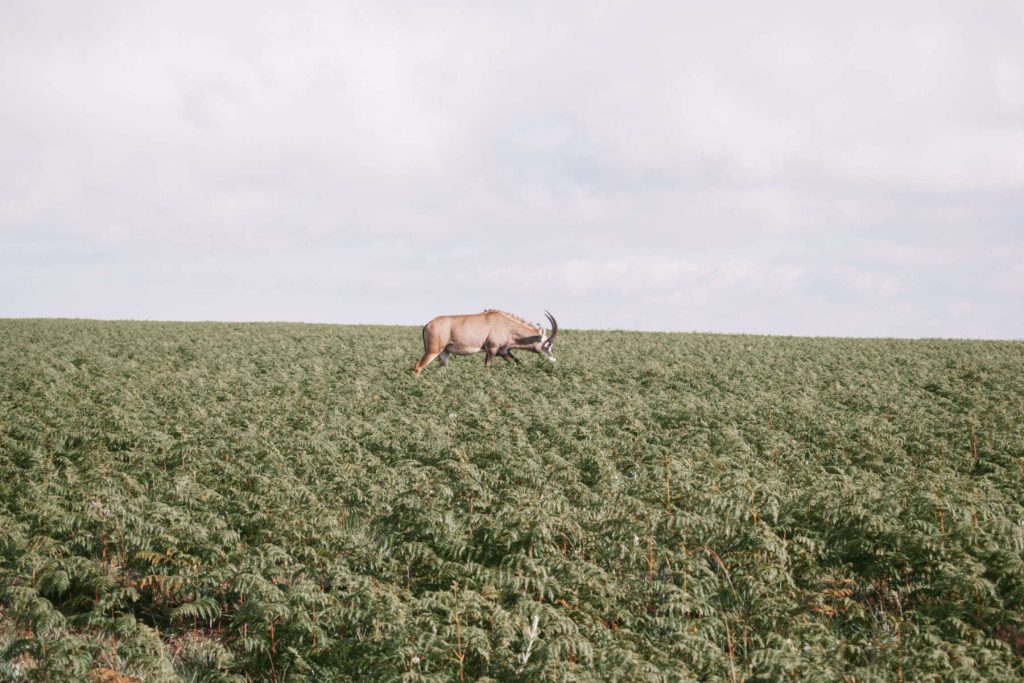Nyika-National-Park-watch6-scaled-1800x1200