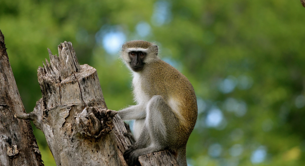 monkey-kuti