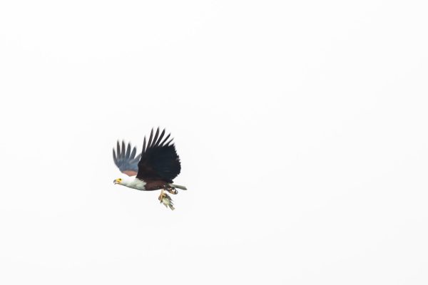 Ultimate Travel - Birding (2) Ultimate Travel - Birding (2)