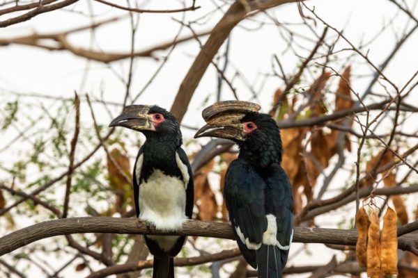 Ultimate Travel - Birding Ultimate Travel - Birding