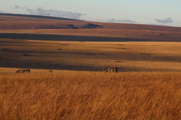 Ultimate Travel - Nyika National Park (3) Ultimate Travel - Nyika National Park (3)