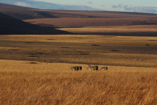 Ultimate Travel - Nyika National Park (4) Ultimate Travel - Nyika National Park (4)
