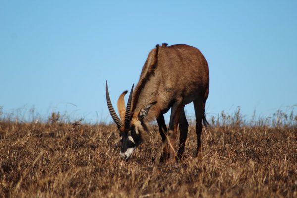 Ultimate Travel - Nyika National Park (7) Ultimate Travel - Nyika National Park (7)