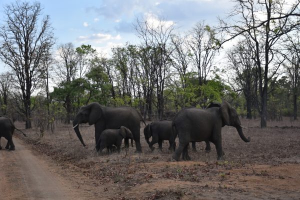 Ultimate Travel - Wildlife Safari (10) Ultimate Travel - Wildlife Safari (10)