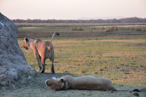 Ultimate Travel - Wildlife Safari (16) Ultimate Travel - Wildlife Safari (16)