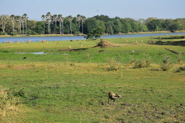 Ultimate Travel - Wildlife Safari (17) Ultimate Travel - Wildlife Safari (17)