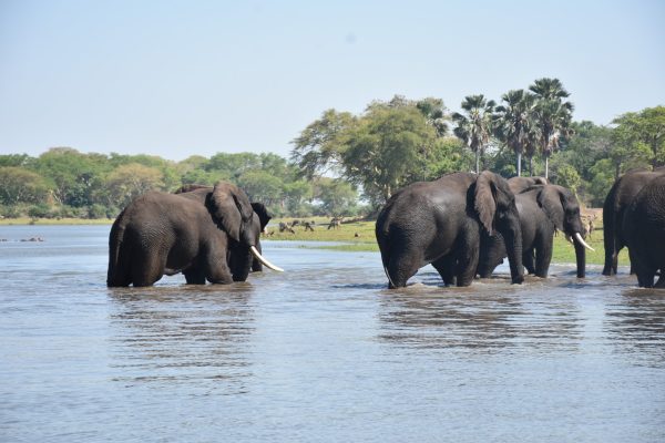 Ultimate Travel - Wildlife Safari (21) Ultimate Travel - Wildlife Safari (21)