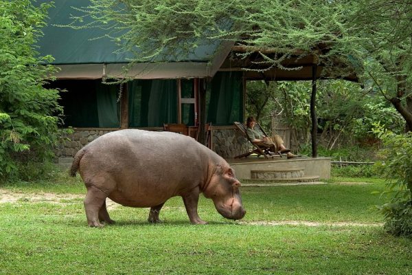 Ultimate Travel - Wildlife Safari (27) Ultimate Travel - Wildlife Safari (27)