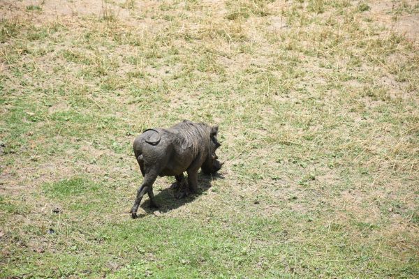 Ultimate Travel - Wildlife Safari (4) Ultimate Travel - Wildlife Safari (4)