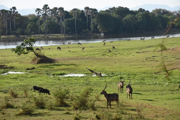 Ultimate Travel - Wildlife Safari (6) Ultimate Travel - Wildlife Safari (6)