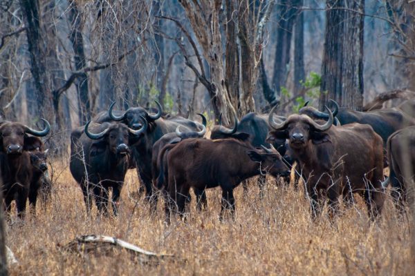 Ultimate Travel - Wildlife Safari Ultimate Travel - Wildlife Safari