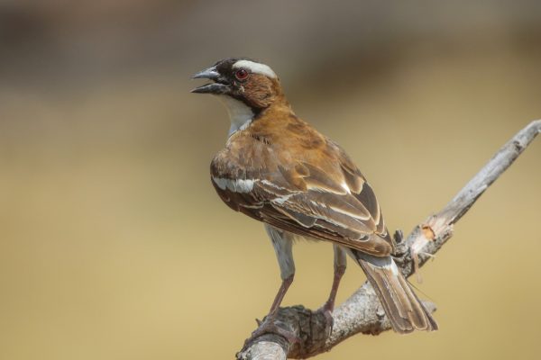 White-browed Sparrow-weaver White-browed Sparrow-weaver